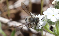 Andrena cryptanthae