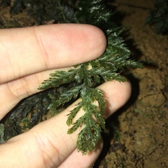 Trichomanes obscurum