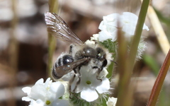 Andrena cryptanthae