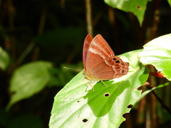 Abisara