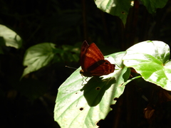 Abisara