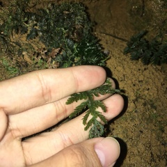 Trichomanes obscurum