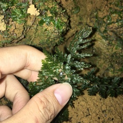 Trichomanes obscurum