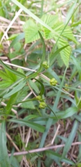 Ranunculus