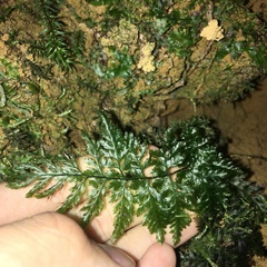 Trichomanes obscurum