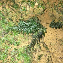 Trichomanes obscurum