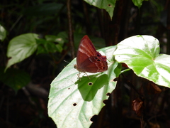 Abisara