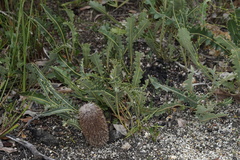 Banksia gardneri