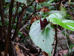 Abisara
