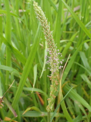 Plantago asiatica