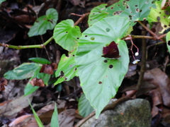 Abisara