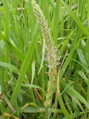 Plantago asiatica
