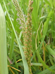 Plantago asiatica