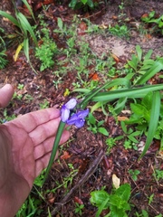 Tradescantia reverchonii