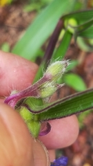 Tradescantia reverchonii