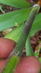 Tradescantia reverchonii