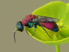 Chrysis viridula