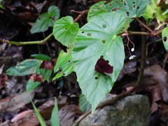 Abisara