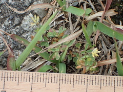 Trifolium dubium