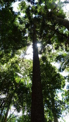 Araucaria bidwillii