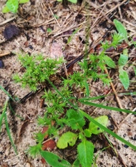 Loeflingia squarrosa