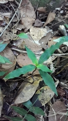 Palicourea brachiata