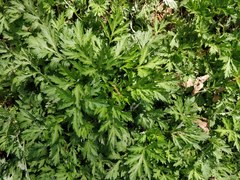 Artemisia vulgaris