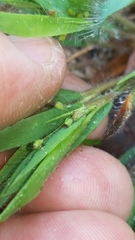 Dichanthelium villosissimum