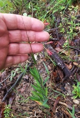 Dichanthelium villosissimum