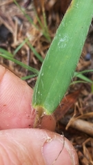 Dichanthelium villosissimum