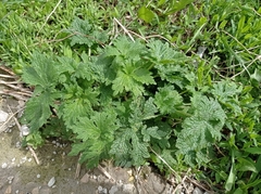 Leonurus quinquelobatus