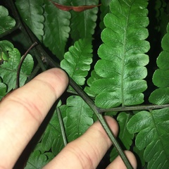 Diplazium doederleinii