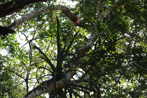 Aechmea bracteata
