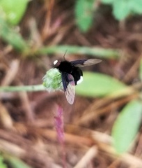 Ogcodocera leucoprocta