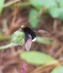 Ogcodocera leucoprocta