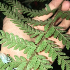 Microlepia trichocarpa