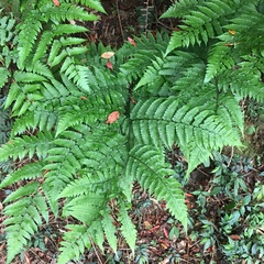 Diplazium doederleinii