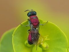 Chrysis viridula