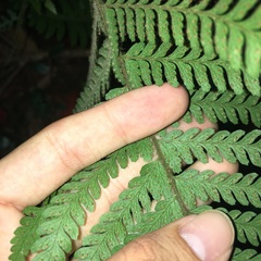 Microlepia trichocarpa