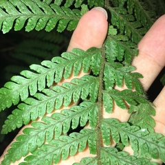 Microlepia trichocarpa