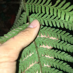 Microlepia trichocarpa