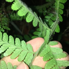 Microlepia trichocarpa