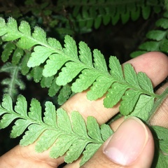 Microlepia trichocarpa
