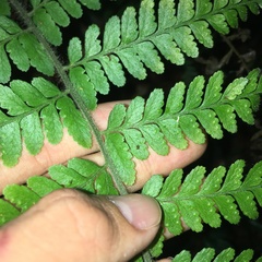 Microlepia trichocarpa