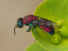 Chrysis viridula