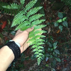 Microlepia trichocarpa