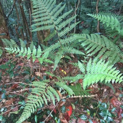 Microlepia trichocarpa