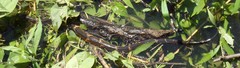 Nerodia fasciata