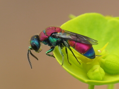 Chrysis viridula