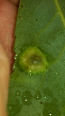 Phylloxera caryaefoliae